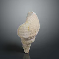 Aquatic Animal Natural Spiral Seashell With Detailed Texture On Gray Background