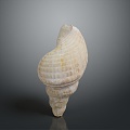 conch bone snail snail field snail shellfish marine animal fish freshwater fish marine fish animal 3d model