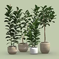 Lush Green Leafy Bonsai Potted Plants In Ceramic Pots For Indoor Decor