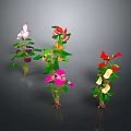 Colorful Flowering Plants With Pink Red Yellow Flowers Green Leaves On Gray Background