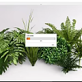 Various Types of Lush Green Plants Including Ferns Monstera and Tropical Foliage