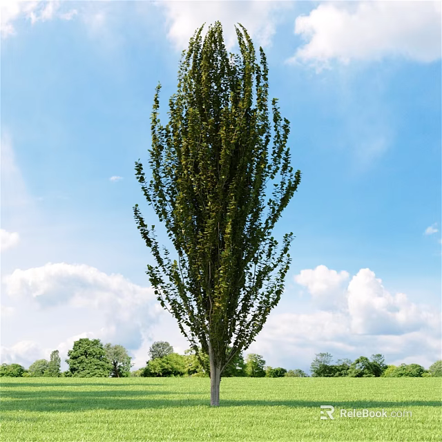 Tall Arbor Standing In Green Grassland Under Blue Sky With White Clouds 3d model 