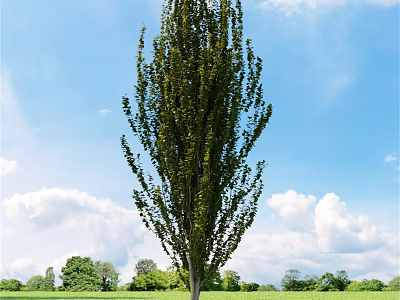Tall Arbor Standing In Green Grassland Under Blue Sky With White Clouds 3d model