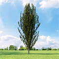 Tall Arbor Standing In Green Grassland Under Blue Sky With White Clouds