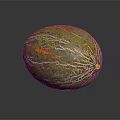 Fresh Whole Green Striped Melon With Yellow Orange Shiny Surface On Black Background