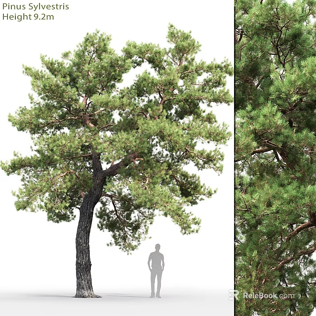 Tall Pine Tree as Garden Feature with Lush Foliage and Natural Landscape Design 3d model 