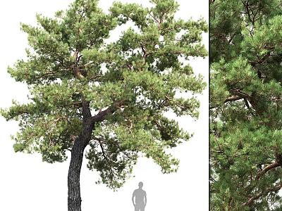 Tall Pine Tree as Garden Feature with Lush Foliage and Natural Landscape Design 3d model