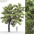 Tall Pine Tree as Garden Feature with Lush Foliage and Natural Landscape Design