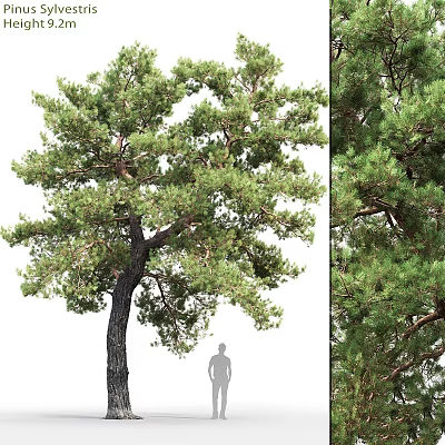 Tall Pine Tree as Garden Feature with Lush Foliage and Natural Landscape Design 3d model