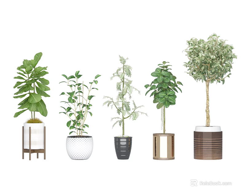 Various Leaf Types Potted Plants With Different Pot Designs For Indoor Decoration 3d model