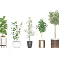 Various Leaf Types Potted Plants With Different Pot Designs For Indoor Decoration 3d model