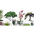 Modern Tree Landscape Tree Red Maple Pine 3d model