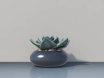 Potted Succulent Plant in Dark Round Pot on Smooth Surface with Light Wall 3d model