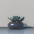 Potted Succulent Plant in Dark Round Pot on Smooth Surface with Light Wall