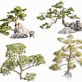 Arbor Yingke Pine Luo Han Pine Duanjing Garden Landscaping Pine Tree Landscaping Tea Room Model Tree Dry Landscape Pine Tree 3d model
