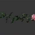 Beautiful Pink Rose Plant With Fresh Green Leaves On Slender Stem
