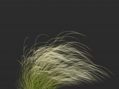 Elegant Ornamental Grass With Green Foliage And Silver White Feathery Blades On Dark Background 3d model