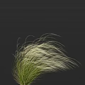 Elegant Ornamental Grass With Green Foliage And Silver White Feathery Blades On Dark Background