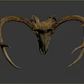 Modern Skull Animal Bone Fossil Antler 3d model