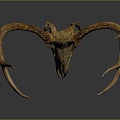 Modern Skull Animal Bone Fossil Antler 3d model