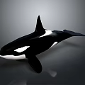 Black And White Orca Whale 3D Rendered In Gray Background 3d model