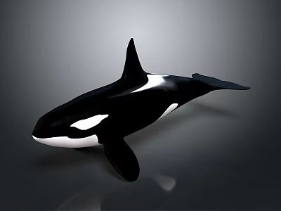 killer whale whale cartoon whale mammal marine mammal marine animal fish freshwater fish 3d model