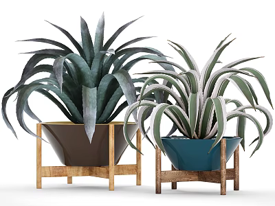 Indoor Potted Plants With Long Striped Leaves Brown Blue Pots And Wooden Stand 3d model