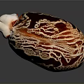 Detailed Organ Structure With Hair Like Texture And Red Brown Surface