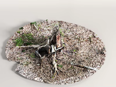 Old Tree Stump With Moss And Small Green Plants On Natural Forest Floor 3d model