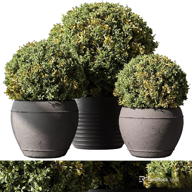 Potted Topiary Plants Round Green Shrubs in Gray Black Ceramic Pots 3d model 