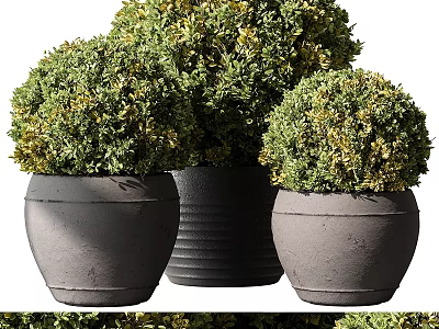 Potted Topiary Plants Round Green Shrubs in Gray Black Ceramic Pots 3d model