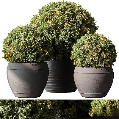 Potted Topiary Plants Round Green Shrubs in Gray Black Ceramic Pots 3d model