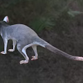 Gray Reptile With White Facial Markings Large Ears And Long Tail Standing On Grassland