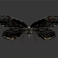 Colorful Butterfly With Red Black And White Spotted Wings And Detailed Patterns