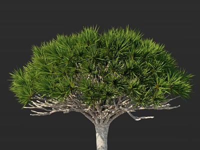 Lush Umbrella Canopy Tree With Needle Like Foliage And Grayish Trunk 3d model
