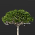 Lush Umbrella Canopy Tree With Needle Like Foliage And Grayish Trunk 3d model