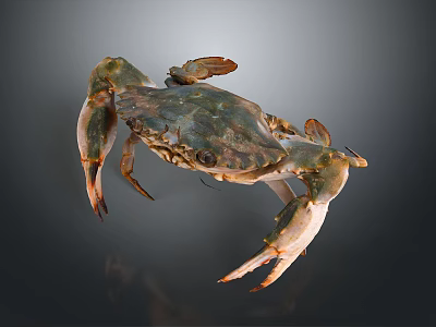 Fresh Crab With Natural Shell Colors In Detailed Close Up View On Dark Background 3d model
