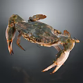 Fresh Crab With Natural Shell Colors In Detailed Close Up View On Dark Background