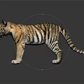 Young Tiger Cub With Striped Fur Standing On Black Reflective Surface