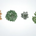 Different Types of Arbor Trees with Orange Green Foliage Pine Needles and Shadows on White Background