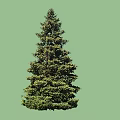Two Evergreen Arbor Trees with Lush Foliage and Tall Straight Trunks