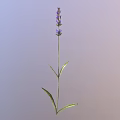 Lavender Plant With Purple Flowers Green Stem And Slender Leaves