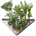 Diverse Tropical Plant Combination Featuring Palm Trees And Large Leaf Greenery In Decorative Planters