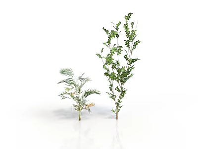 Two Green Plants with Feathery Leaves and Tall Leafy Structure on White Background 3d model