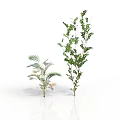 Two Green Plants with Feathery Leaves and Tall Leafy Structure on White Background