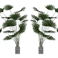 Potted Bonsai Plants With Green Fan Palm Leaves In White Planters For Symmetric Indoor Decor
