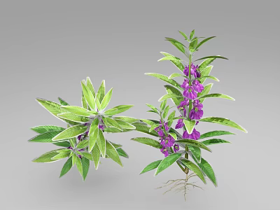 Green Leafy Plants With Purple Flowers And Exposed Roots For Garden Decor 3d model