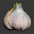 Fresh Garlic Bulb with Papery Skin and Green Shoots on Black Reflective Surface