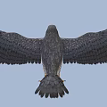 Eagle With Spread Wings And Yellow Talons Soaring Through Blue Sky