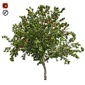 Garden Ornament Decorative Tree With Orange Fruits And Green Leaves For Outdoor Garden Decoration